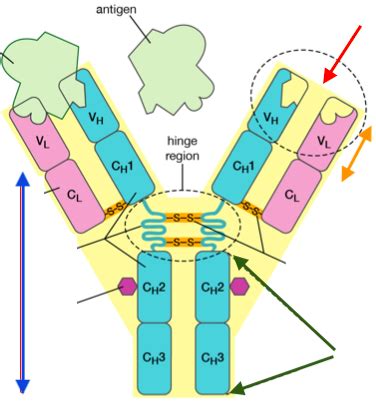 Lecture Antibody Structure And Function Flashcards Quizlet