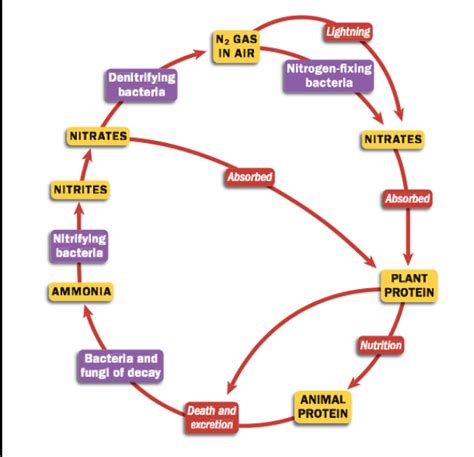 Ecology Diagram Quizlet