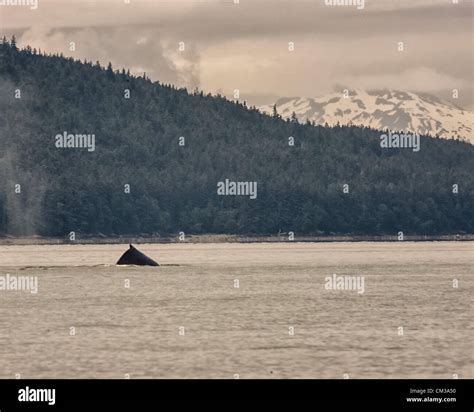 July 5 2012 Borough Of Juneau Alaska Us The Dorsal Fin Of A