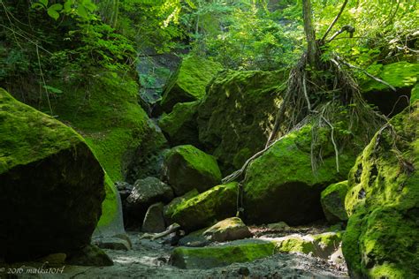 苔の回廊を歩く！支笏湖楓沢から登る樽前山・風不死岳登山の楓沢コースで深緑の絶景を楽しむ いつも向かい風