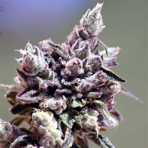 Ripperseeds |Washing Machine Feminized Cannabis Seeds | Ripper Seeds