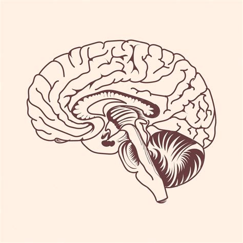 Premium Vector | A diagram of a brain with the caption