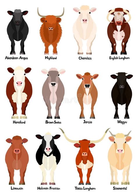 Cattle Chart With Breeds Name Stock Vector Illustration Of Colors