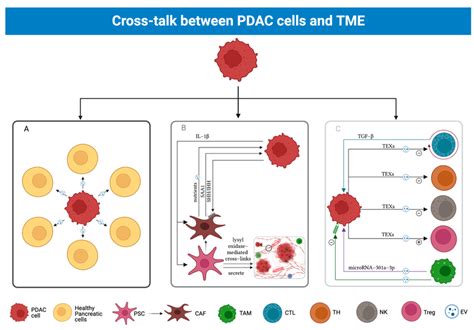 Cross Talk Between Pdac Cells And Tme Pdac Cells Have Been Shown To