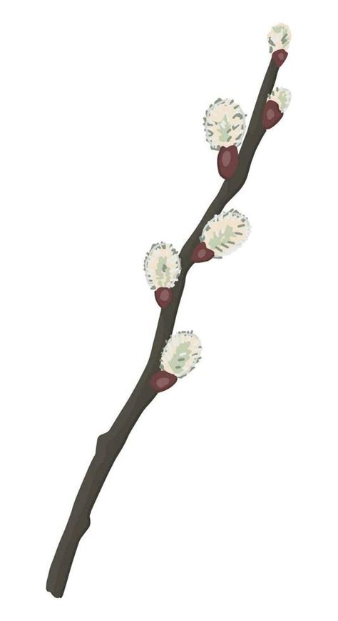 Pussy Willow Twig Doodle Spring Time Blooming Tree Branch Clipart Cartoon Vector Illustration