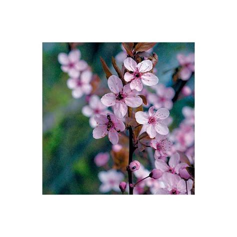 Prunus Cerasifera Pissardii Cherry Blossom Tree White Plants