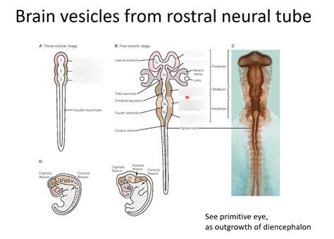 Brain vesicles Diagram | Quizlet