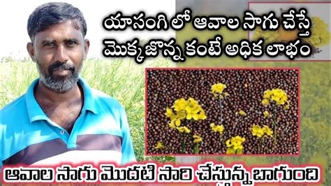 ఆవల సగ చసతనన రత mustard farming in Telugu Aaryanfarms