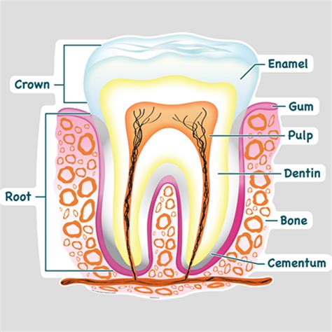 teeth  microbes hubpages