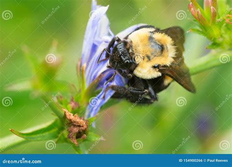 Brown Belted Bumble Bee Bombus Griseocollis Stock Photo Image Of