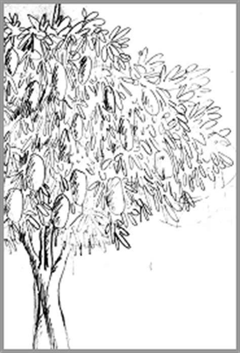 Mango Tree Sketch at PaintingValley.com | Explore collection of Mango ...