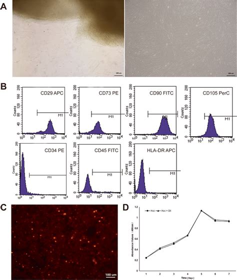 Human Umbilical Cord Mesenchymal Stem Cells Huc Mscs Characterization Download Scientific