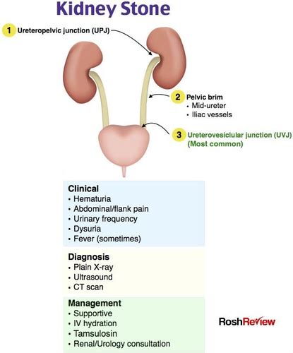 Er Renal Urology Flashcards Quizlet