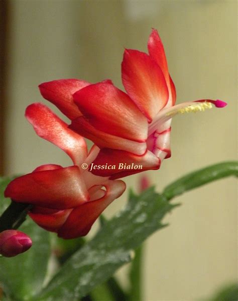 Schlumbergera Red Flame Christmas Cactus Zygocactus Bloom