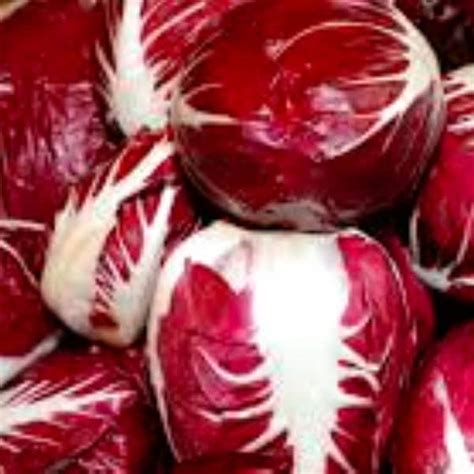Radicchio - Etsy