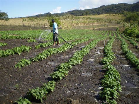 En La Agricultura Los Sistemas De Riego Son Utilizados Para Un