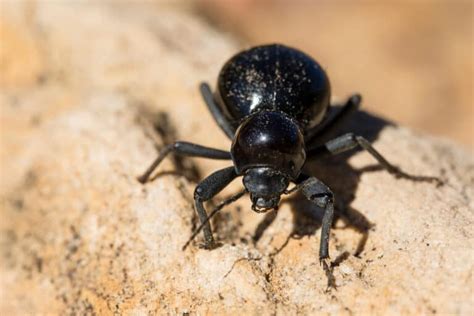 Darkling Beetle Pictures - AZ Animals