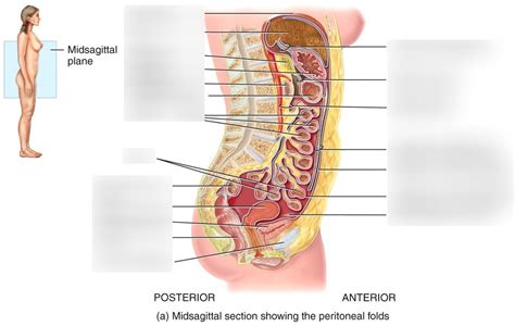 Peritoneum Diagram | Quizlet