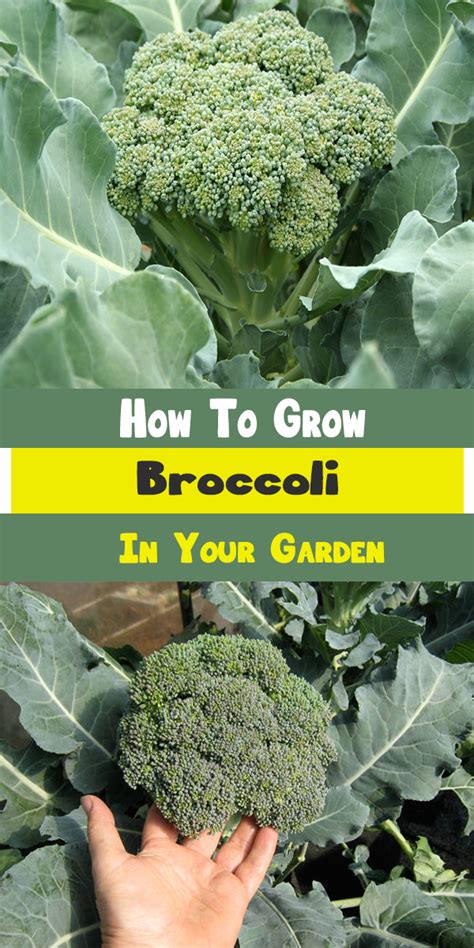 How To Grow Broccoli In Your Garden