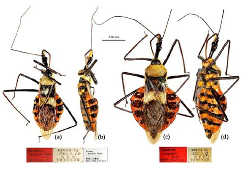 Sycanus Insularis Hsiao 1979 A B Male Holotype C D Female