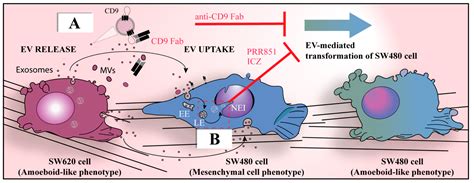 Cells Free Full Text Horizontal Transfer Of Malignant Traits And