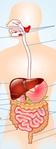 Schaubild Anatomie du système digestif ts système digestif science