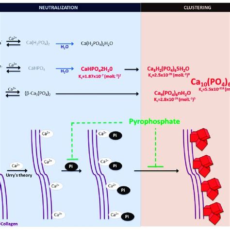 Schematic Representation Of Calcium Phosphate Crystal Formation