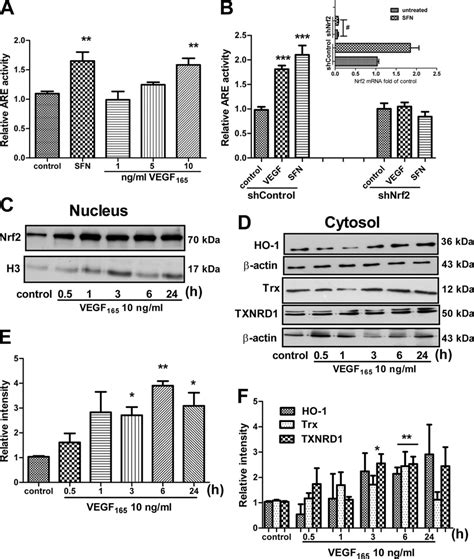 Vegf 165 Activates The Nrf2are System A Dual Luciferase Assay With Download Scientific