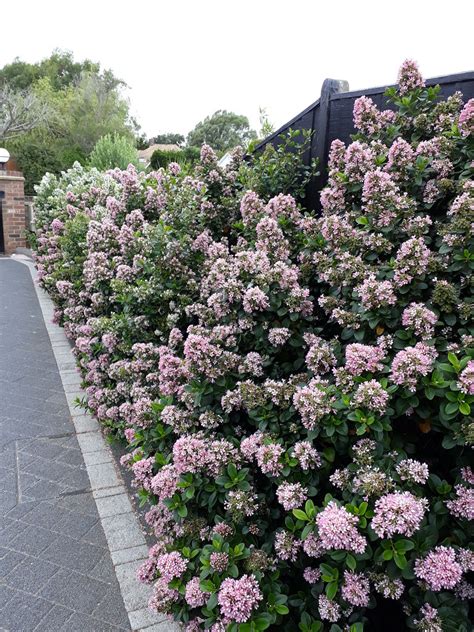 Escallonia Pink Elle Caragh Nurseries