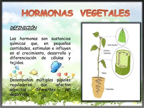 Hormonas Vegetales por Evelin Rivera