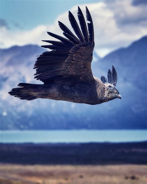 A Flying Andean Condor · Free Stock Photo