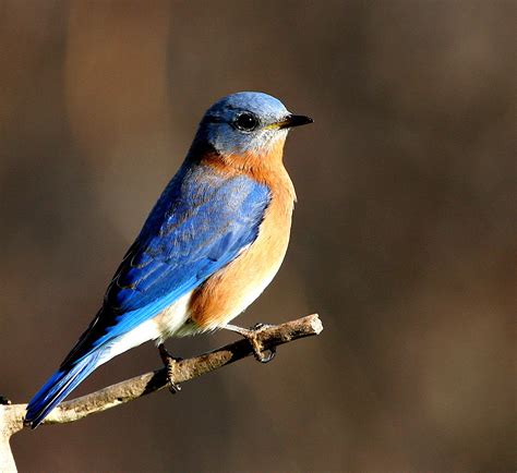 Backyard Birding Time: Yard bird list: 17 species! - Out There With the ...