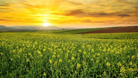 Agriculture, Sunset in the Fertile Plain Stock Image - Image of horizon ...