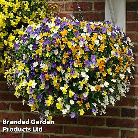 Viola Ice Babies Pre Planted Hanging Basket Thompson Morgan