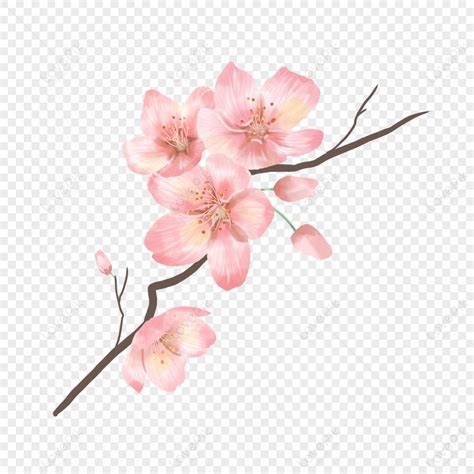 Watercolor Pink Tender Cherry Blossom Flower Handroanthus Impetiginosus