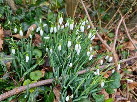 Closeup Of Fresh Common Snowdrops Galanthus Nivalis Blooming In The