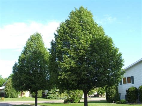 Linden, Littleleaf – Tilia cordata | Menoken Farm