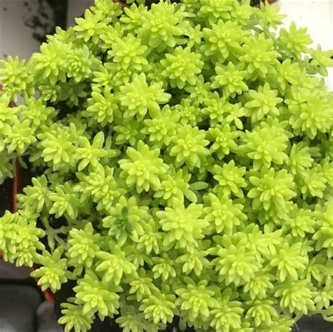 Características De La Suculenta Sedum Oro Sedum Japonicum Consejos