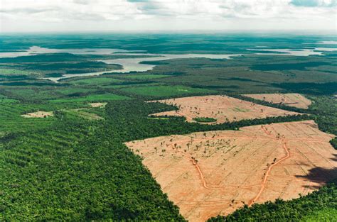 35 do desmatamento na Amazônia é grilagem mostra análise REPAM