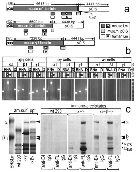 The α chain of laminin 1 is independently secreted and drives secretion