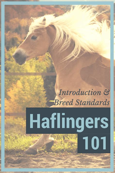 Haflingers 101 Introduction And Breed Standards Because Pony