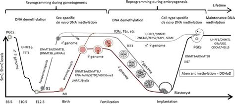 Recent Insights Into The Mechanisms Of De Novo And Maintenance Of Dna