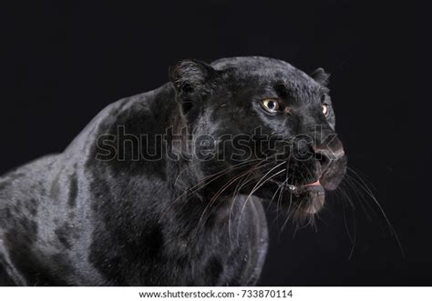 Black Panther Studio Shot Close Black Stock Photo 733870114 | Shutterstock