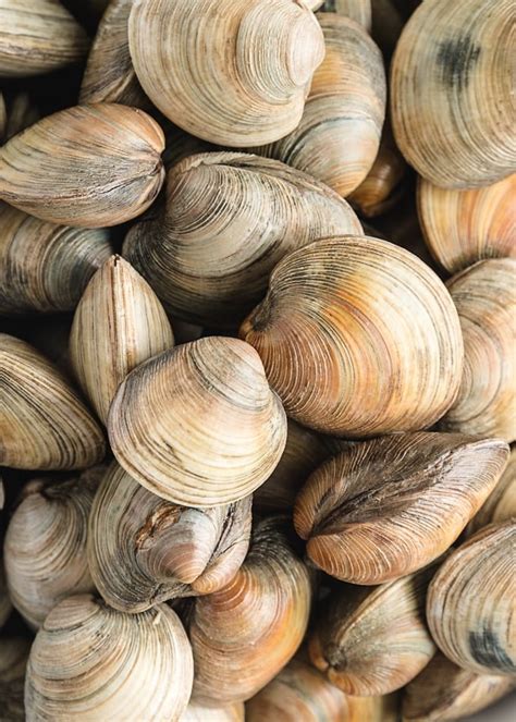 Fresh Clams How To Buy Clean And Prepare Clams Striped Spatula