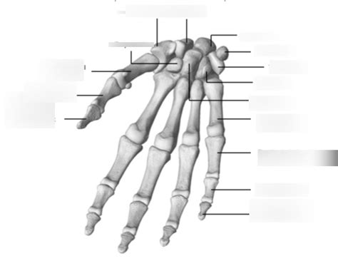 Palmar Surface Of Right Hand Diagram Quizlet