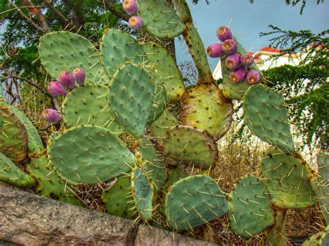 Крымский кактус