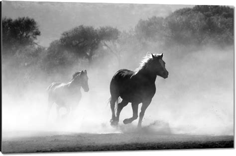 Impression Sur Aluminium Photo Chevaux Noir Et Blanc Acheter