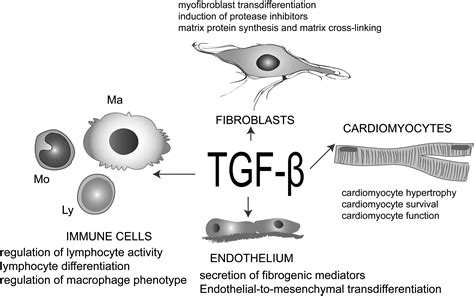 Targeting The Transforming Growth Factor Tgf Cascade In The