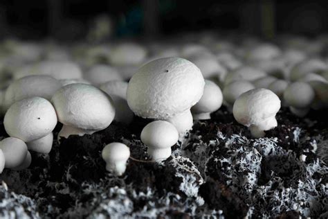 Keygene Better Understanding Of Button Mushroom Dna Published To