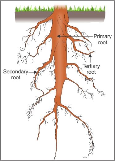 Explain the taproot system with suitable diagram. - gb0exgwvv